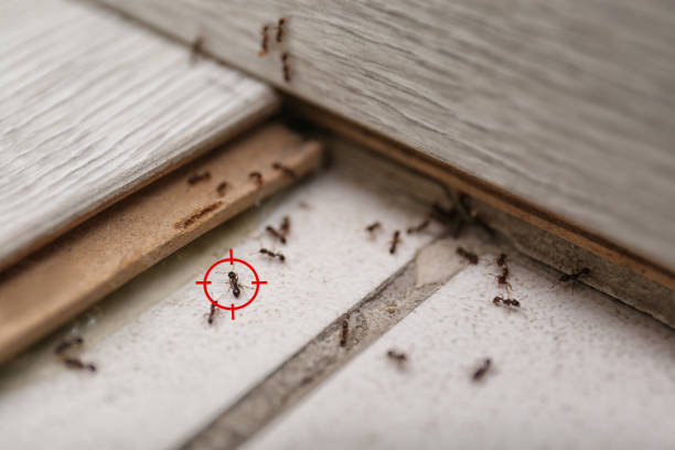 Best Bed Bug Extermination  in Jackson, OH