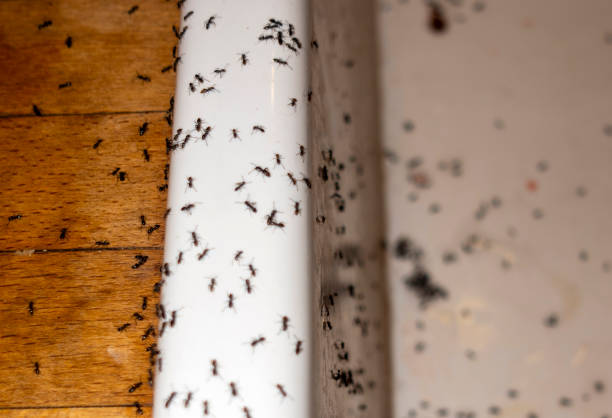 Best Residential Pest Control  in Jackson, OH