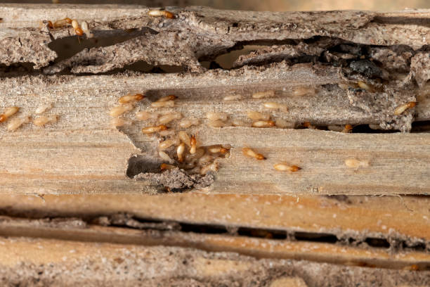 Best Best Pest Control Companies  in Jackson, OH