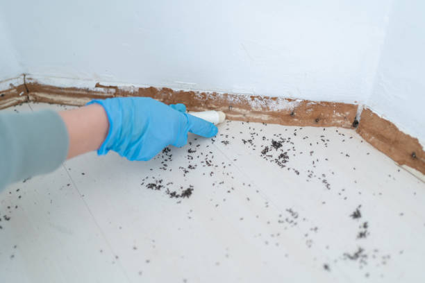 Best Local Pest Control Services  in Jackson, OH