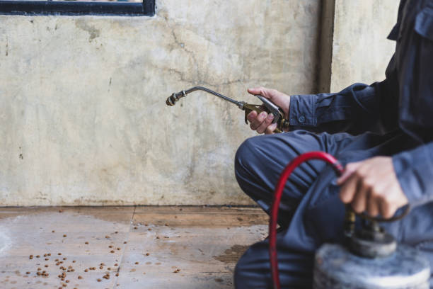 Best Flea Control Services  in Jackson, OH